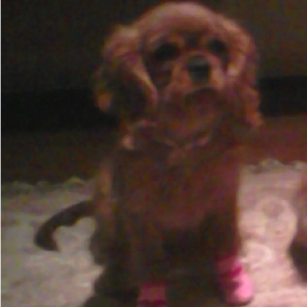 Pink Dog Halloween Booties with red hearts